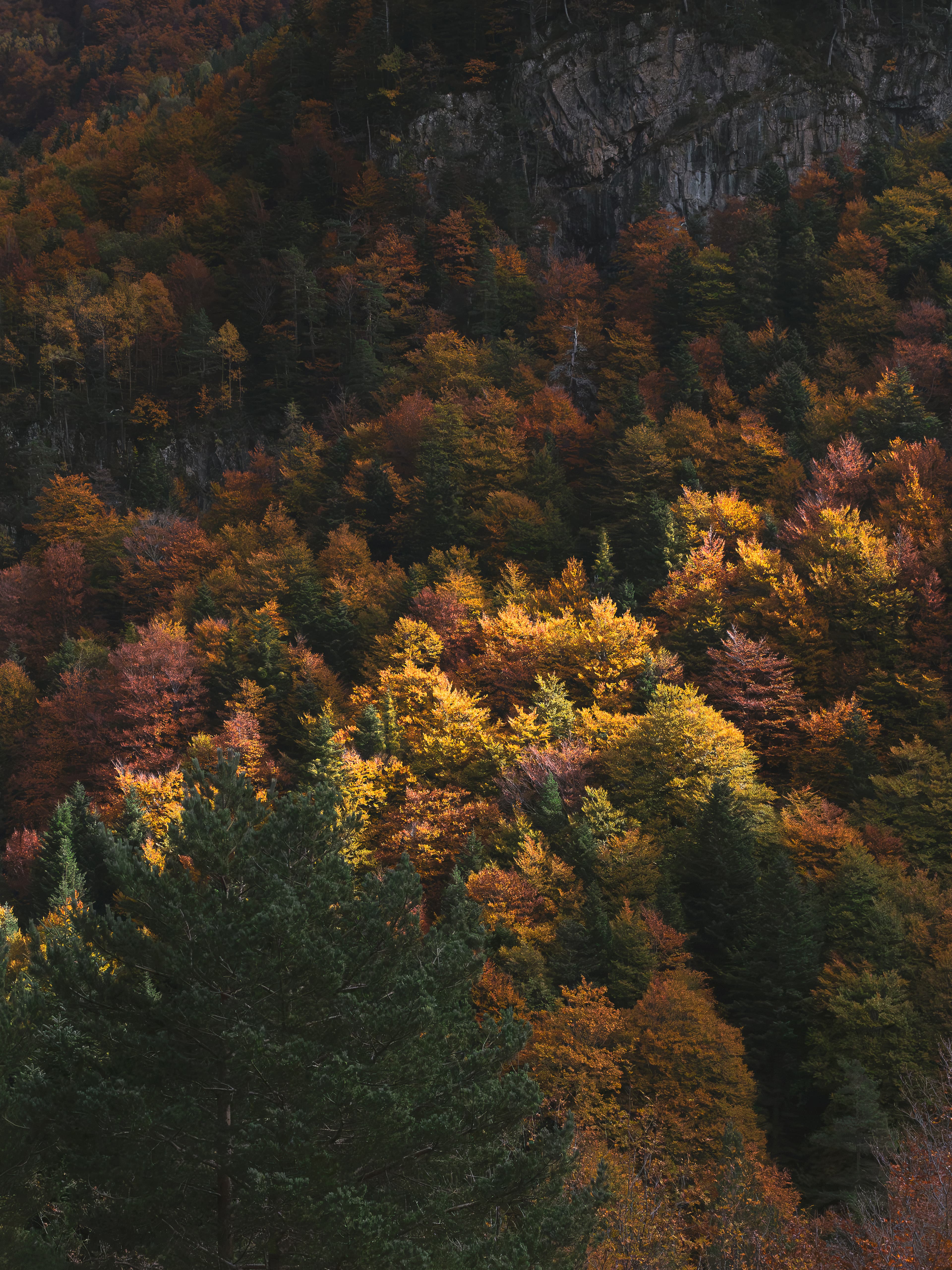 Autumn Palette